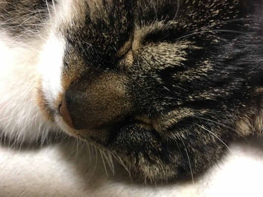 猫は暖かい場所を察知します。_b0129362_22325758.jpg