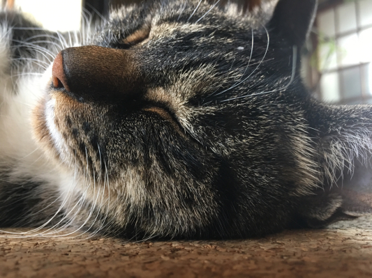猫は暖かい場所を察知します。_b0129362_22330033.jpg