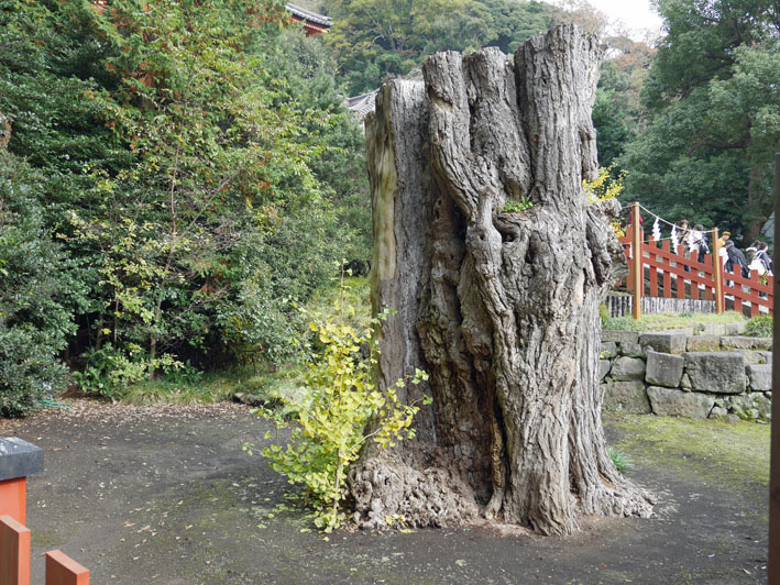 古都の紅葉を堪能！一橋大学留学生第６回鎌倉招待ツアー_c0014967_11174032.jpg