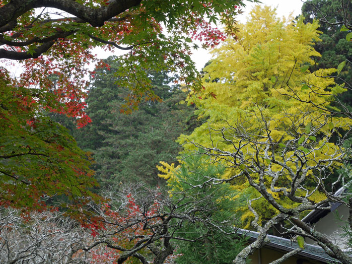 古都の紅葉を堪能！一橋大学留学生第６回鎌倉招待ツアー_c0014967_11192636.jpg