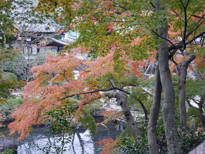 古都の紅葉を堪能！一橋大学留学生第６回鎌倉招待ツアー_c0014967_11221113.jpg