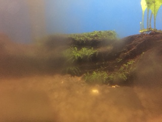 水槽のお掃除屋さん。_b0112371_12391214.jpg