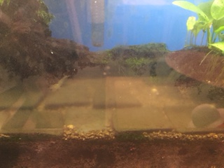 水槽のお掃除屋さん。_b0112371_1239459.jpg