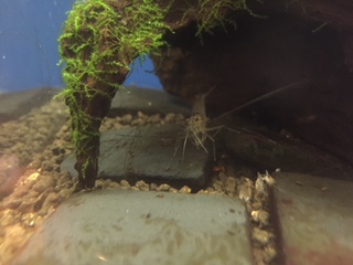 水槽のお掃除屋さん。_b0112371_13305863.jpg