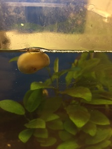 水槽のお掃除屋さん。_b0112371_13375249.jpg