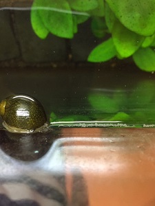 水槽のお掃除屋さん。_b0112371_1337837.jpg