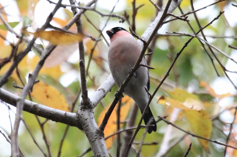 ★まだウソはいました・・・先週末の鳥類園（2016.11.26～27）_e0046474_23562284.jpg