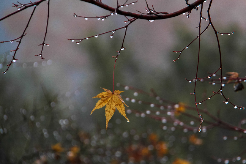 雨の花見山公園 In My Life
