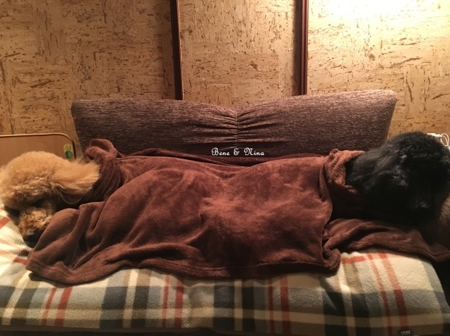c0283778_11443564.jpg