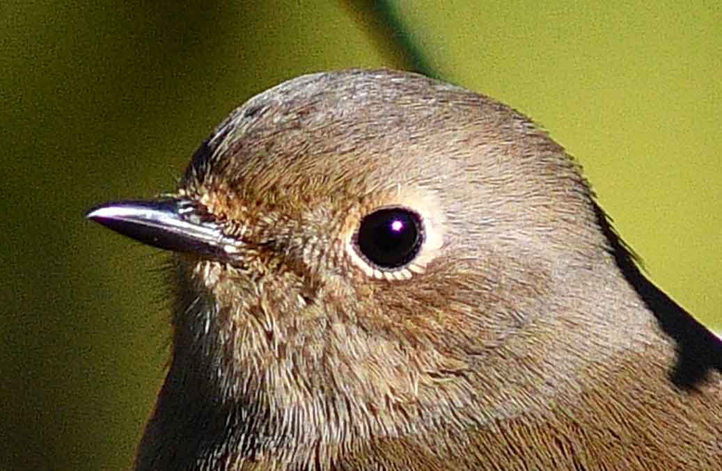 2016年　11月　野鳥_c0176183_10133172.jpg