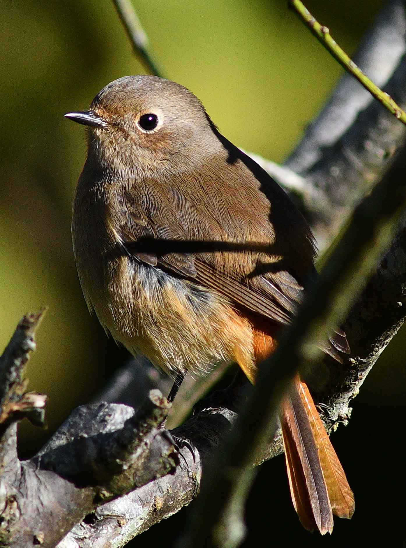 2016年　11月　野鳥_c0176183_1035020.jpg