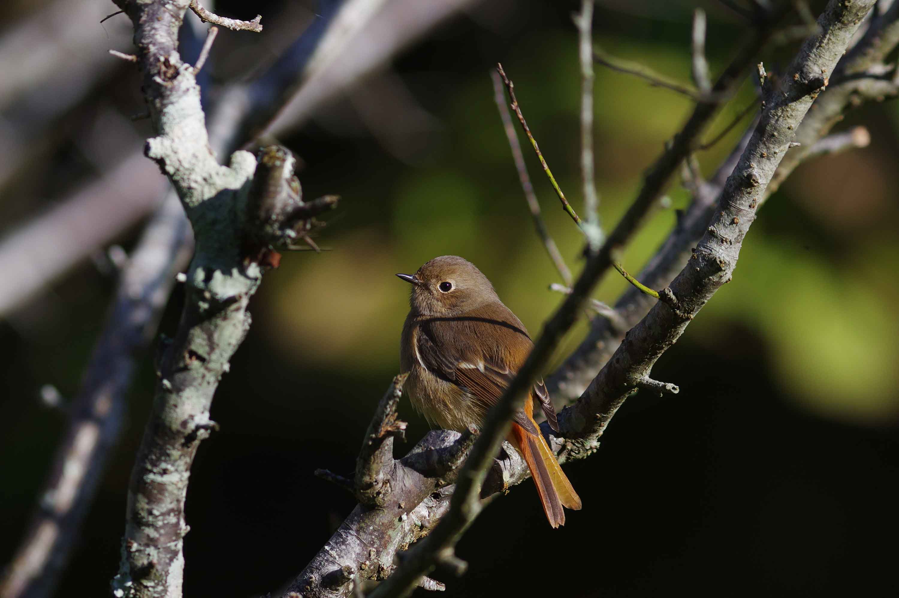 2016年　11月　野鳥_c0176183_11355388.jpg