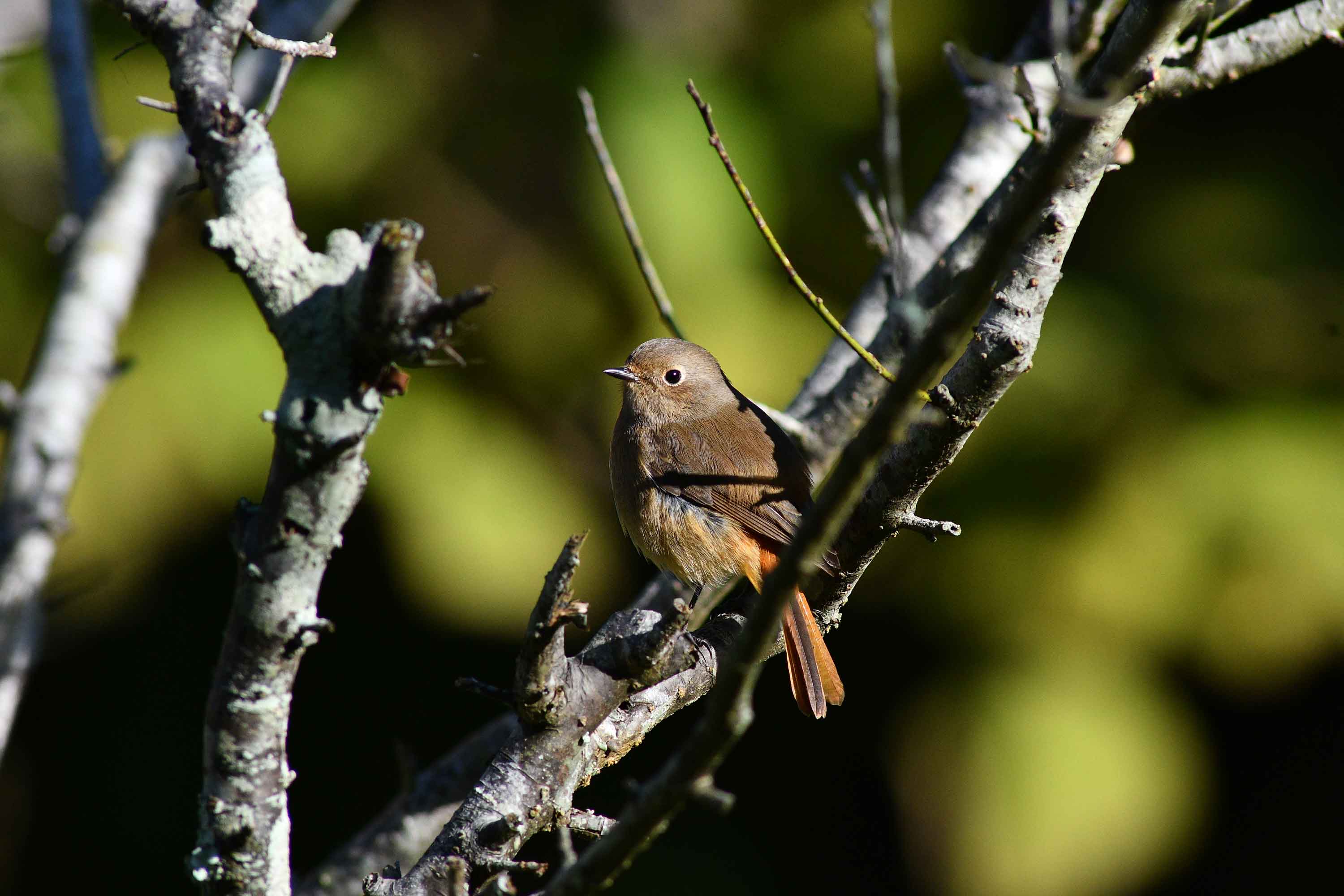 2016年　11月　野鳥_c0176183_11364631.jpg