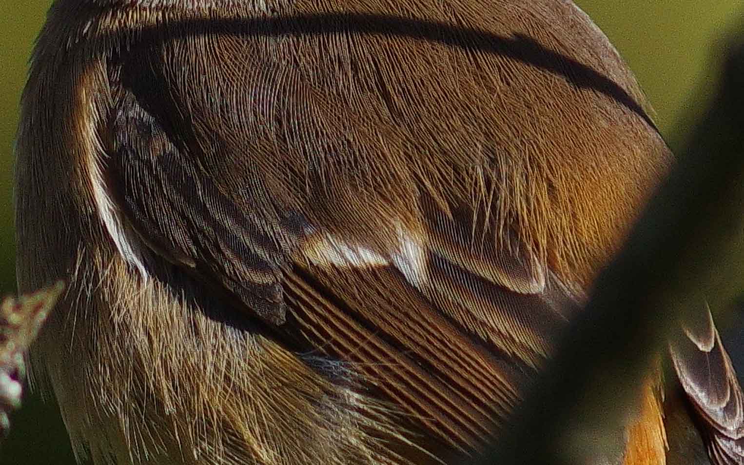c0176183_11371357.jpg