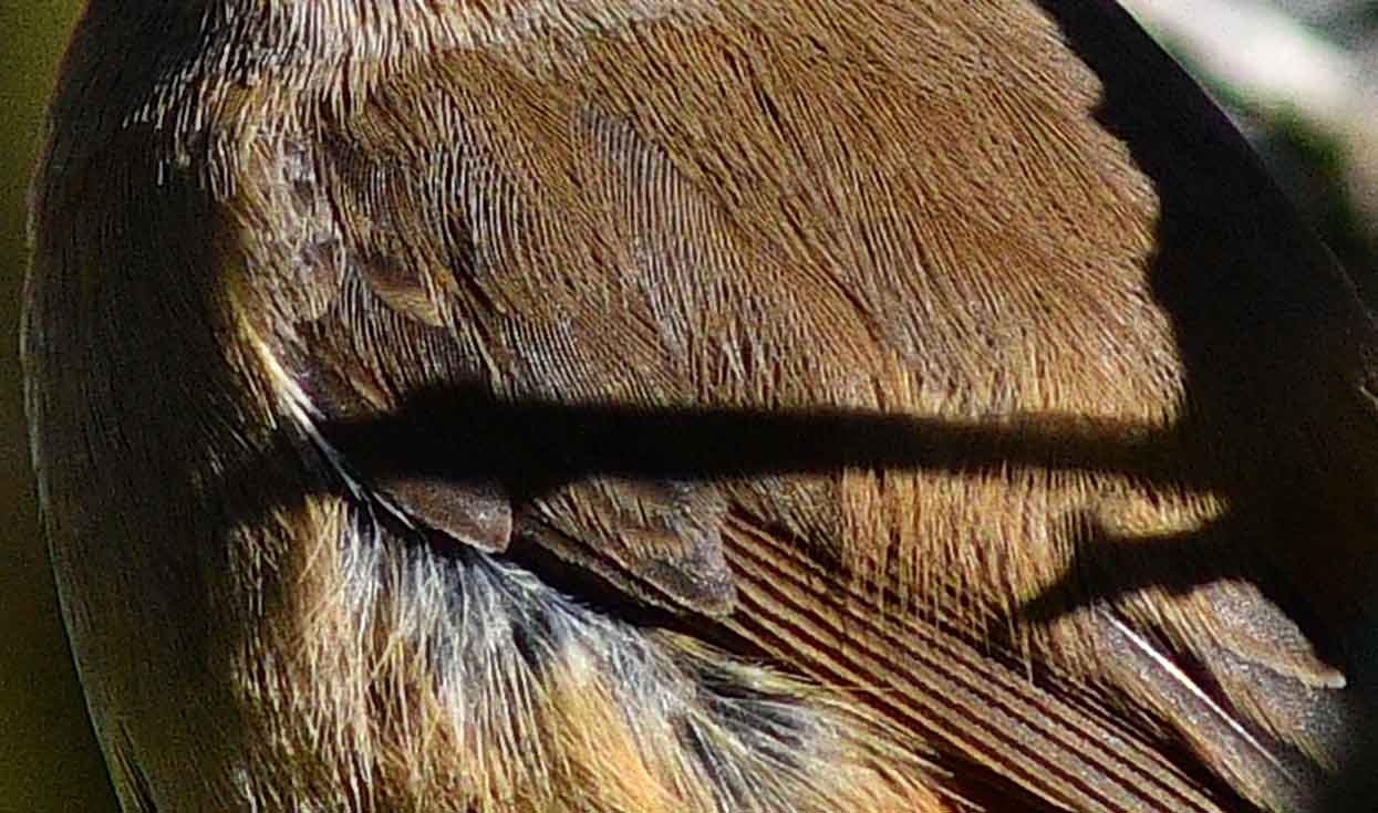 c0176183_11383471.jpg