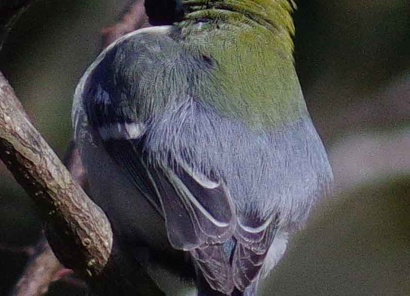 2016年　11月　野鳥_c0176183_12353176.jpg