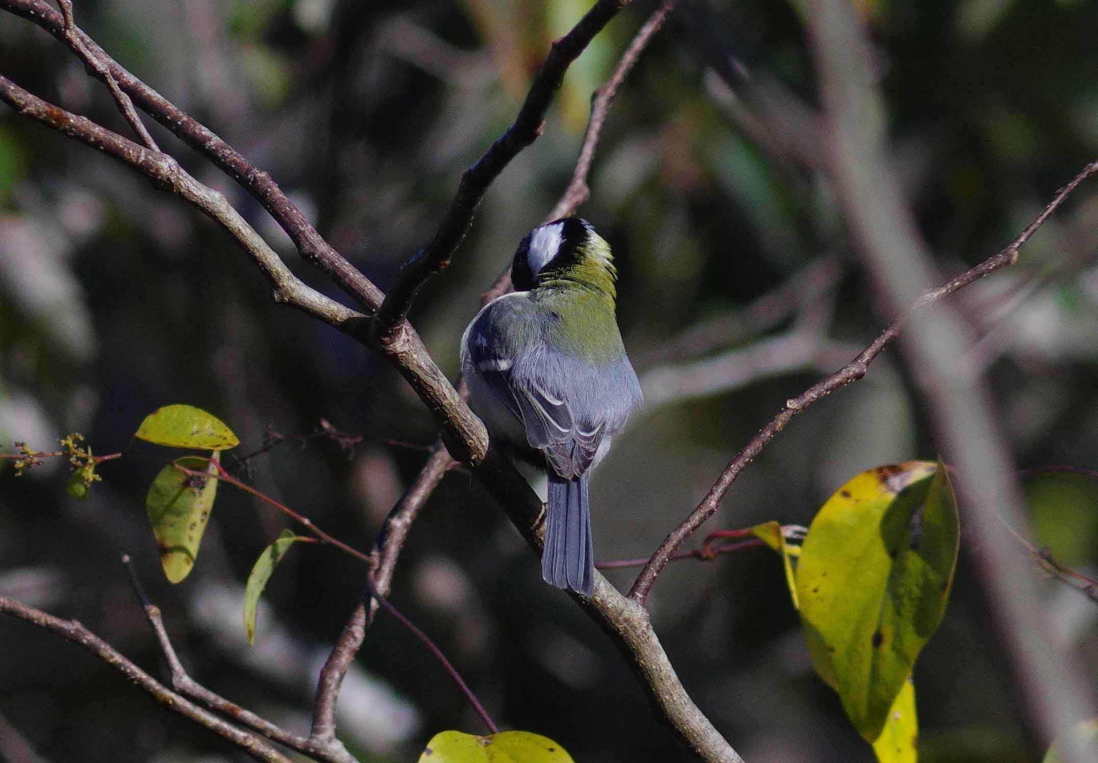 2016年　11月　野鳥_c0176183_1235645.jpg