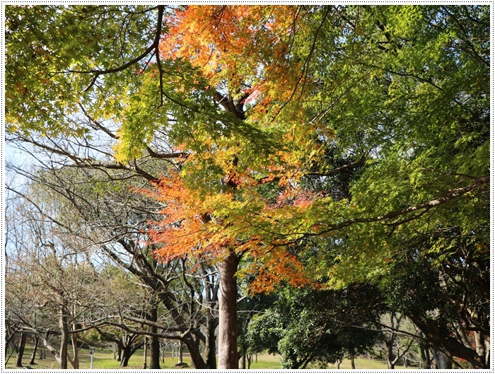 この季節、一度は歩きたいね高尾山自然公園 その3 紅葉の下で2_b0175688_22121282.jpg