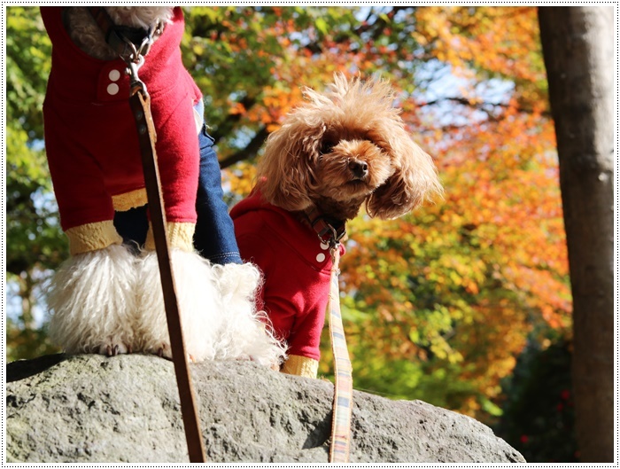 この季節、一度は歩きたいね高尾山自然公園 その3 紅葉の下で2_b0175688_22121363.jpg