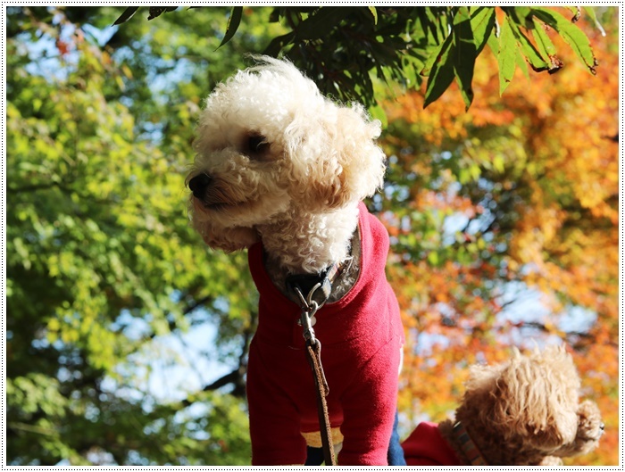 この季節、一度は歩きたいね高尾山自然公園 その3 紅葉の下で2_b0175688_22121387.jpg