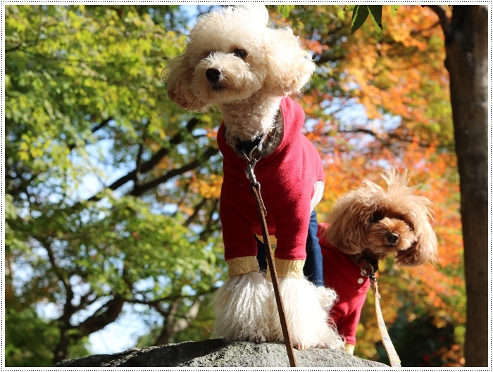 この季節、一度は歩きたいね高尾山自然公園 その3 紅葉の下で2_b0175688_22121444.jpg