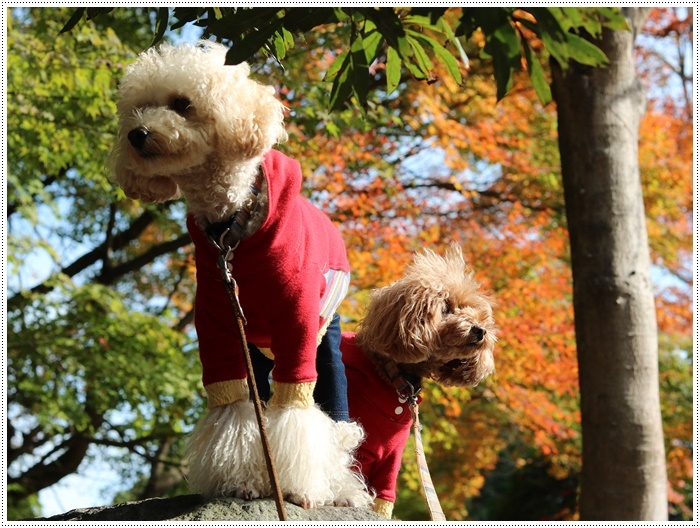 この季節、一度は歩きたいね高尾山自然公園 その3 紅葉の下で2_b0175688_22121551.jpg