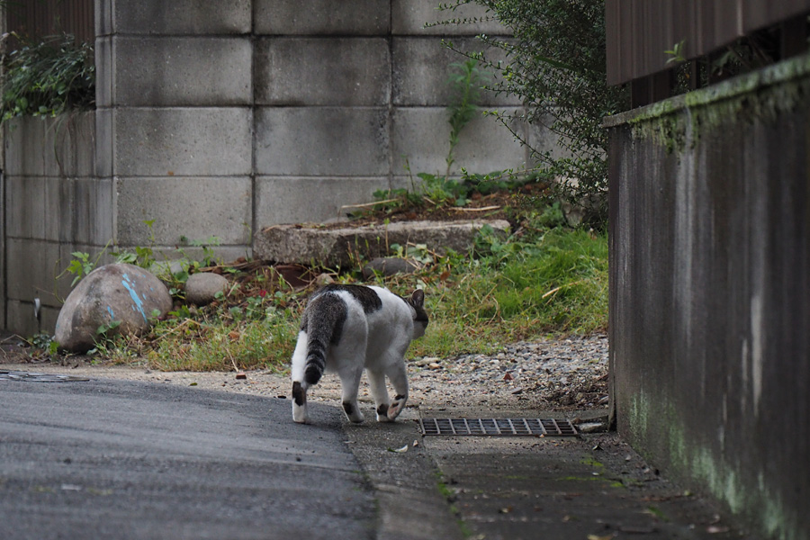 16.10：OLYMPUS E-M10散歩写真、ニャンコ、花、時々電車（神無月編）２ _c0007190_1971034.jpg