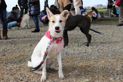 二子玉川里親会　１１月_c0337990_19104365.jpg