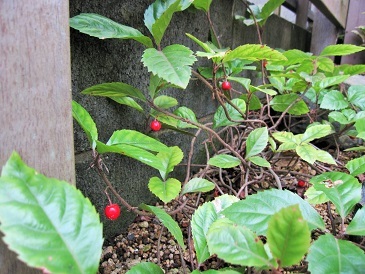 c0117898_11002589.jpg