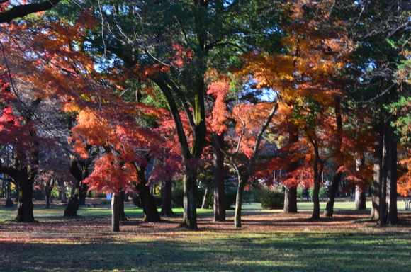 暁の濃霧去りゆき紅葉冴ゆ_a0288500_659818.jpg