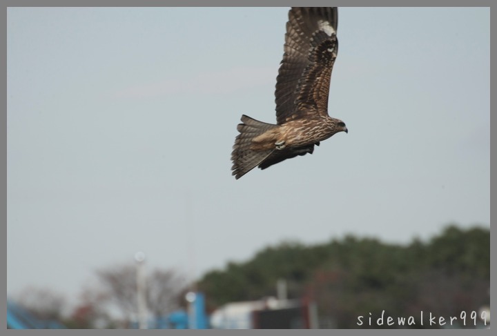 鳶の狩_c0129300_22434740.jpg