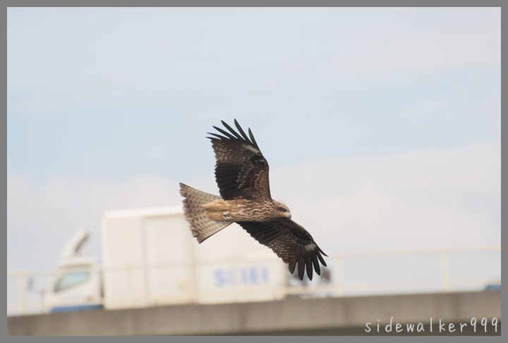 鳶の狩_c0129300_22443441.jpg