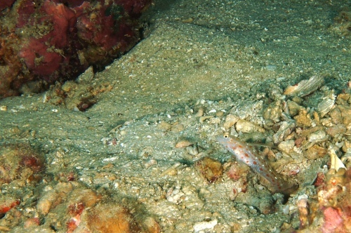 c0368903_21403402.jpg