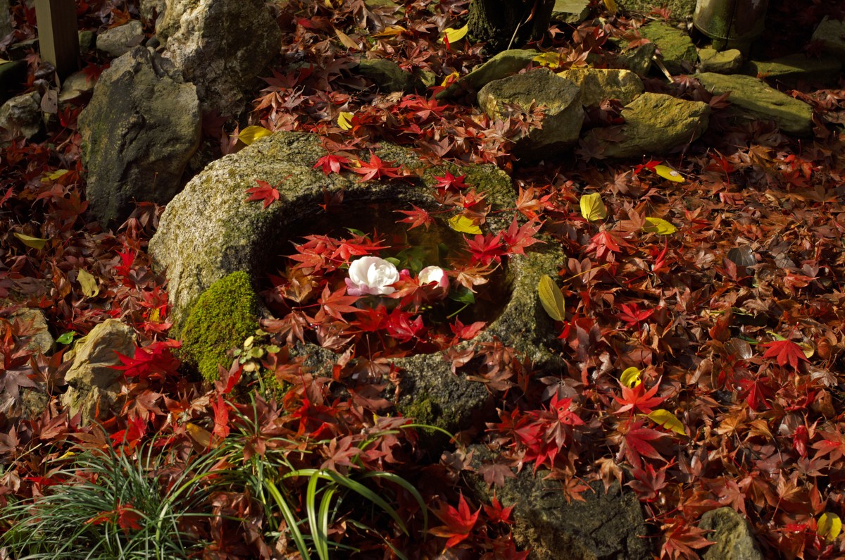 終りに近い京の紅葉　－　北嵯峨直指庵のズミルックス_c0156404_168823.jpg