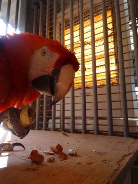 冬と動物_c0290504_14280541.jpg
