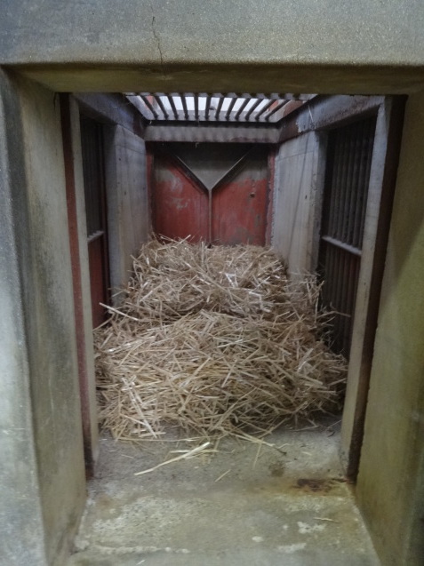 冬と動物_c0290504_14291913.jpg
