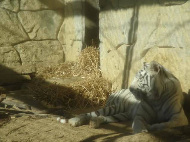 冬と動物_c0290504_14293985.jpg