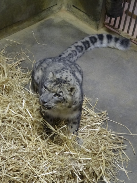 冬と動物_c0290504_14294956.jpg