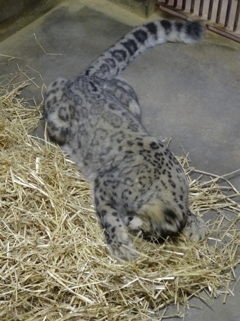冬と動物_c0290504_14300567.jpg