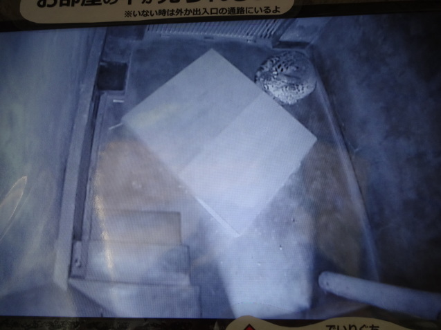 冬と動物_c0290504_14303176.jpg