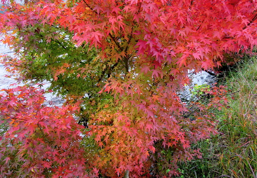 出雲大神宮の後に平の沢池の紅葉_a0164011_22591714.jpg