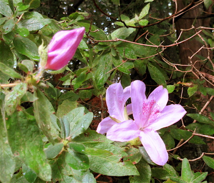 出雲大神宮の後に平の沢池の紅葉_a0164011_22592263.jpg