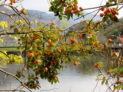 出雲大神宮の後に平の沢池の紅葉_a0164011_2259512.jpg