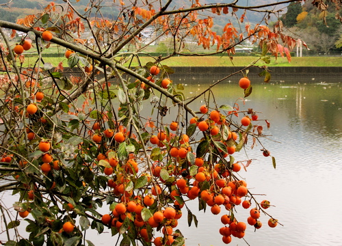 出雲大神宮の後に平の沢池の紅葉_a0164011_22595138.jpg