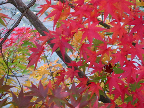 出雲大神宮の後に平の沢池の紅葉_a0164011_22595614.jpg