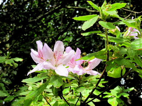 a0164011_2302968.jpg