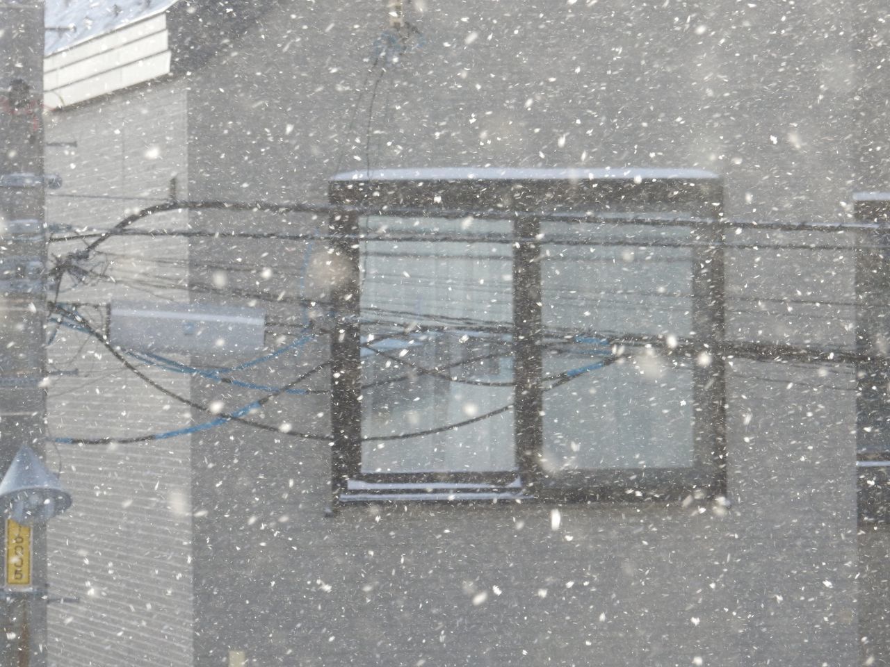 外は雪 中ではシノブが成長中_c0025115_21143470.jpg