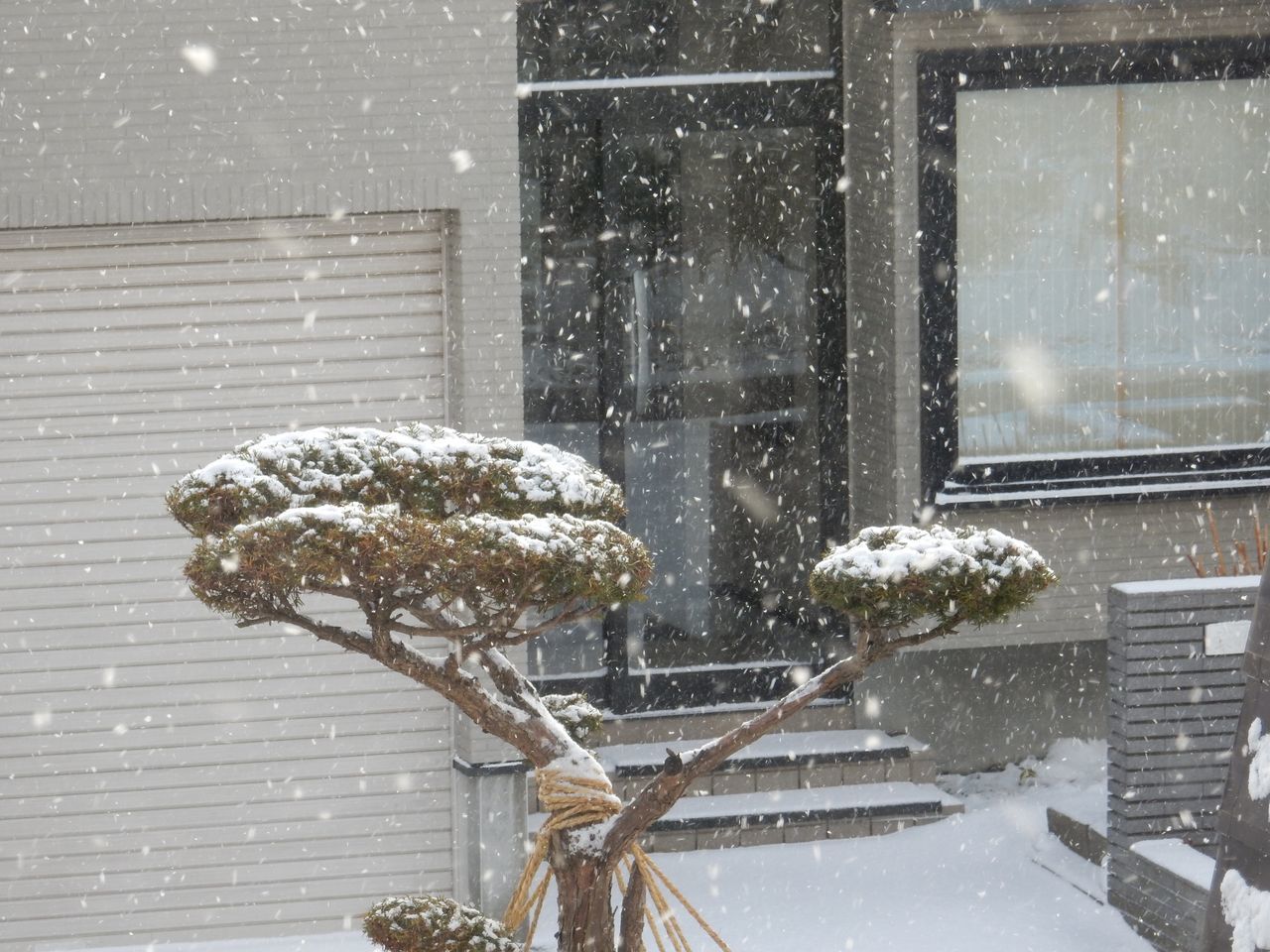 外は雪 中ではシノブが成長中_c0025115_21145854.jpg