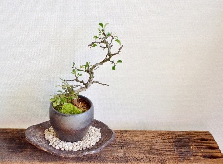 12月の植物ワークショップご案内_d0263815_15331397.jpg