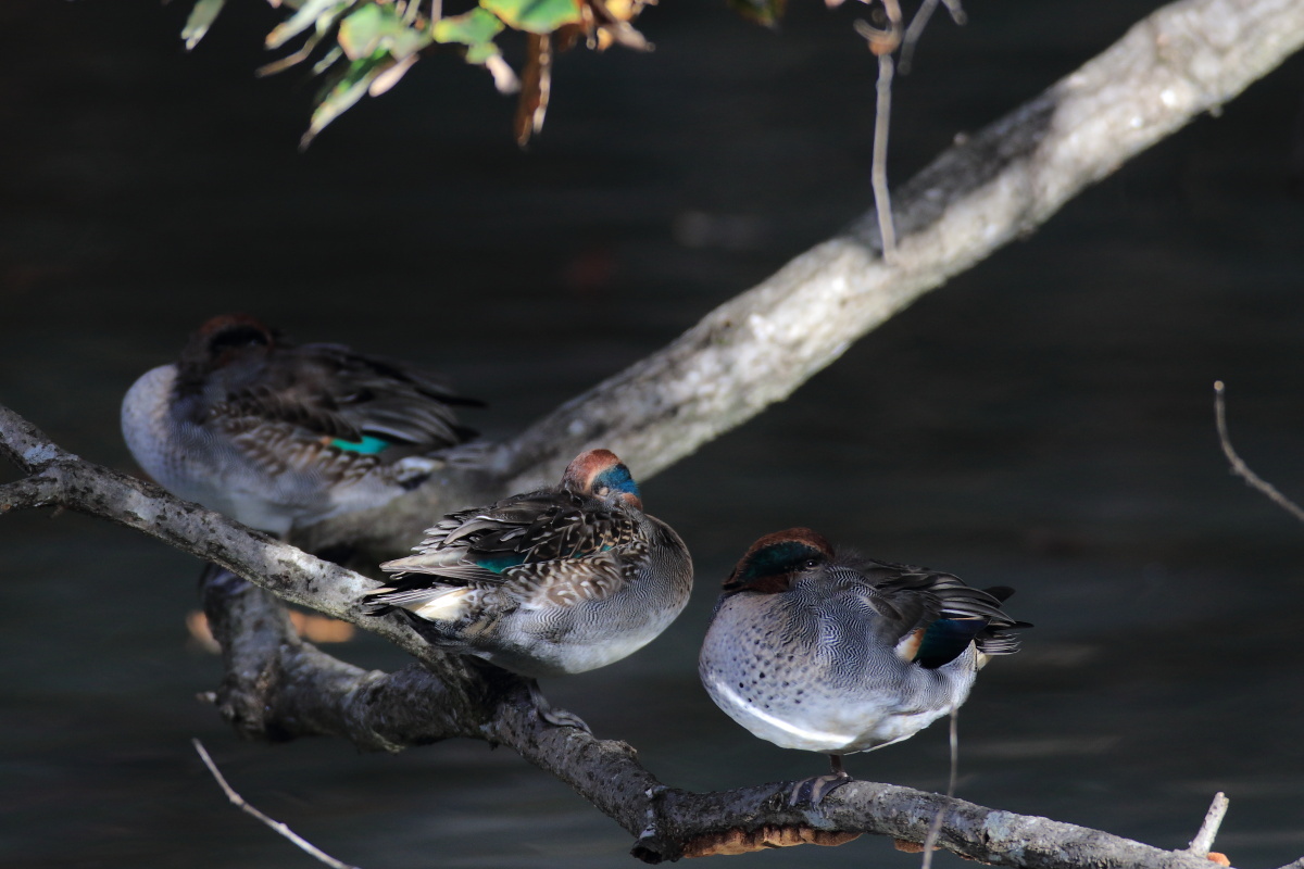 コガモ　静かになった池で_f0369315_20351558.jpg